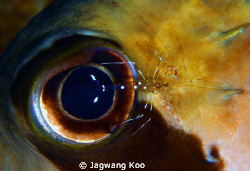 eye of puffer and shrimp by Jagwang Koo 